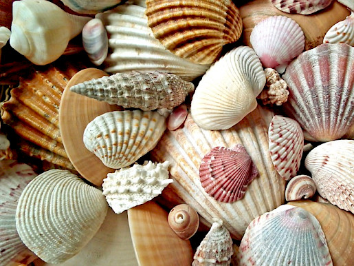 Basteln mit Muscheln