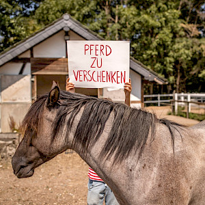 Das Pferd zu verschenken ist da doch eine gute Idee!